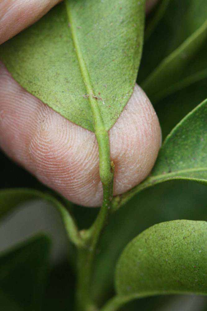              Petiole (Riverside, CA)       